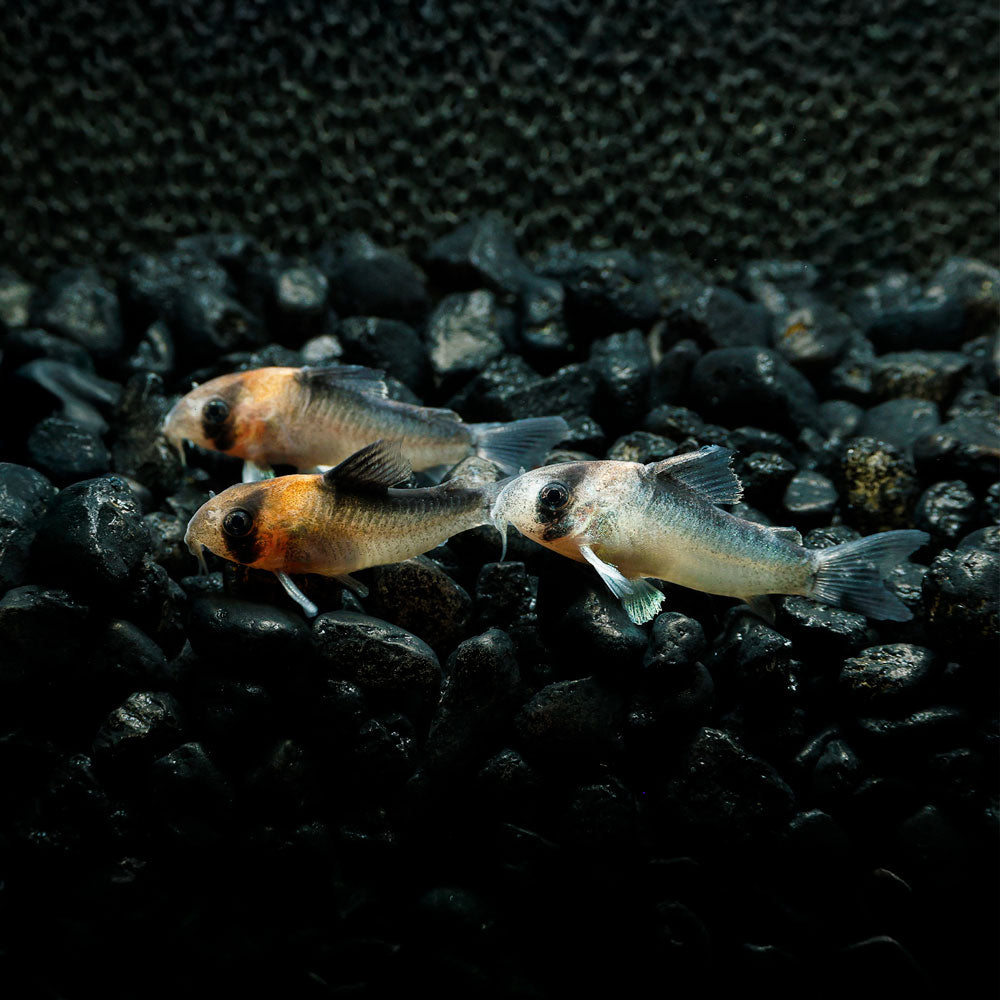 Adolfoi Cory | Corydoras adolfoi