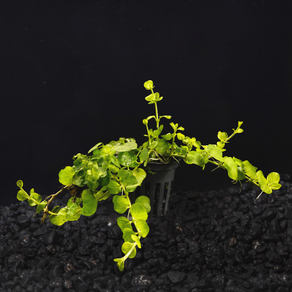 Green aquatic plant in a pot on a dark background