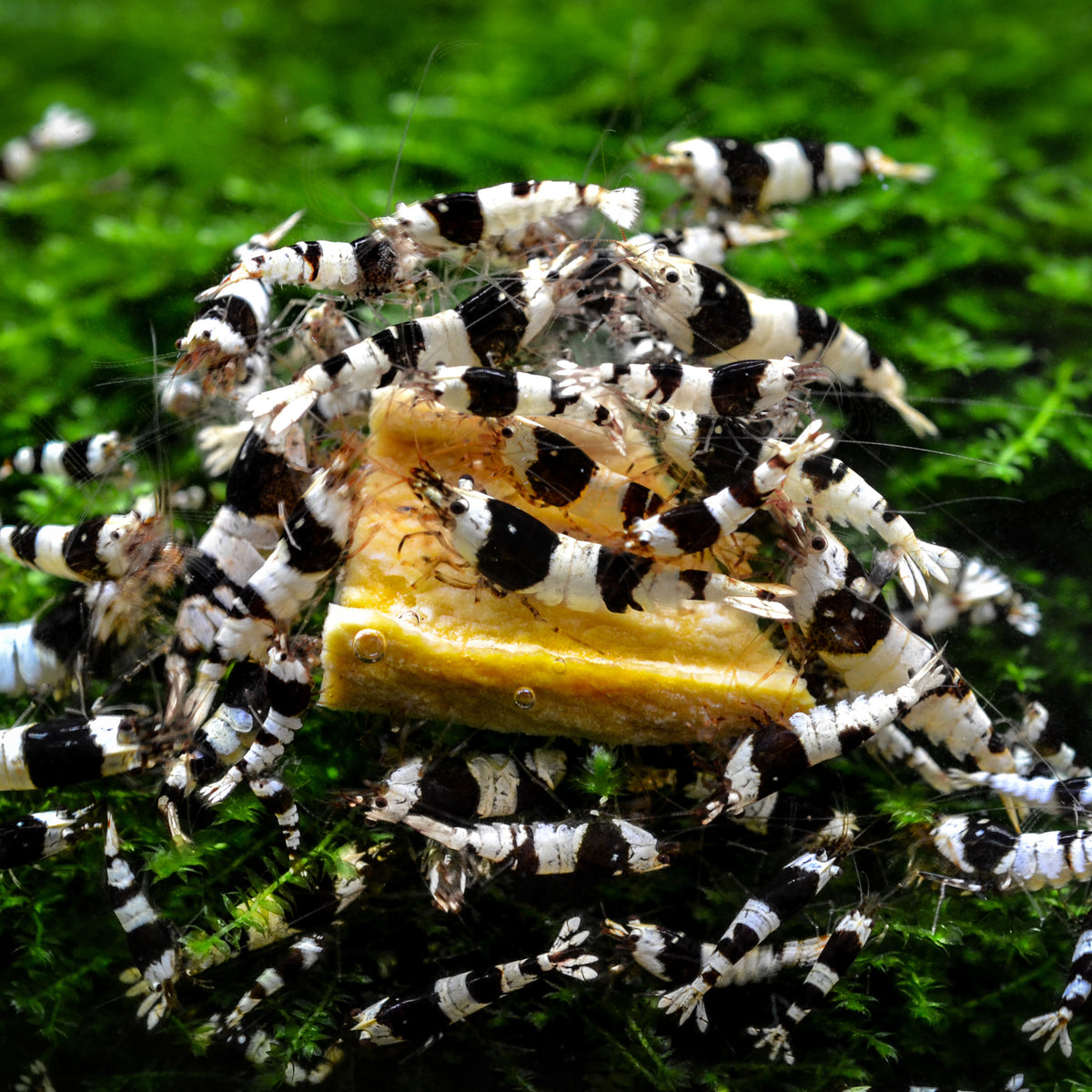 Crystal Shrimp Starter Pack