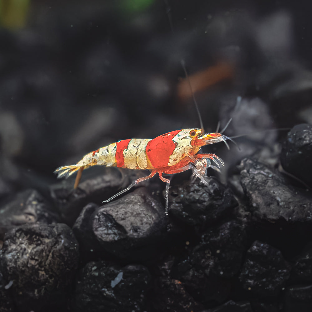 Crystal Red Shrimp walking on black gravel substrate