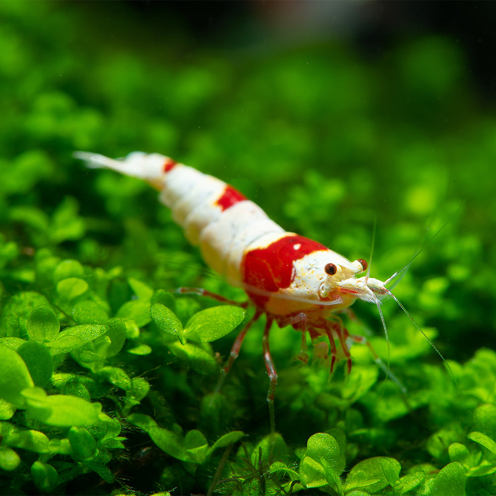 Red and white Crystal Red shrimp on green aquatic plants