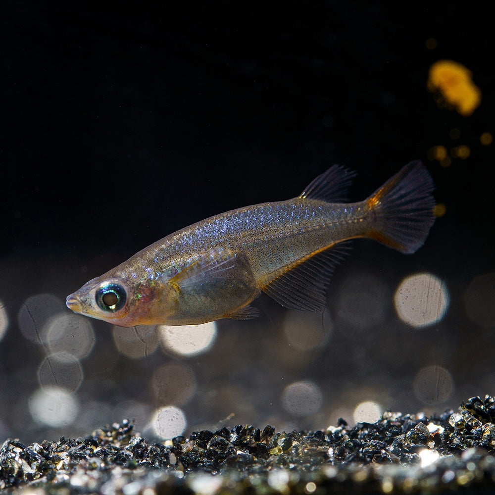 Ricefish
