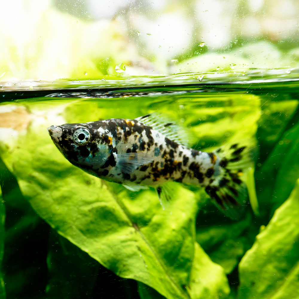 Dalmatian Molly | Poecilia latipinna