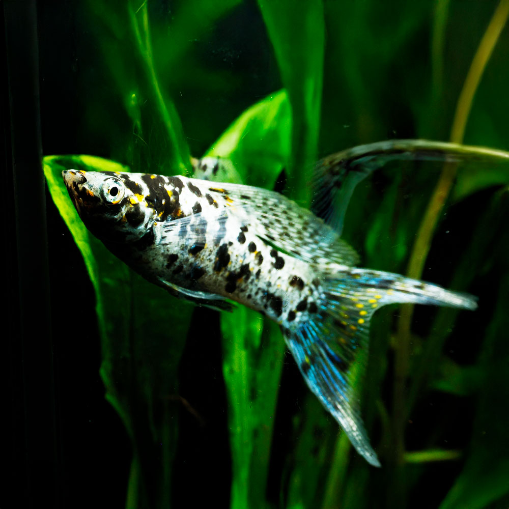 Dalmatian Molly | Poecilia latipinna