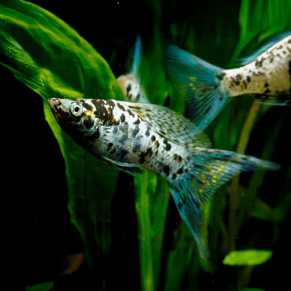 Dalmatian Molly | Poecilia latipinna