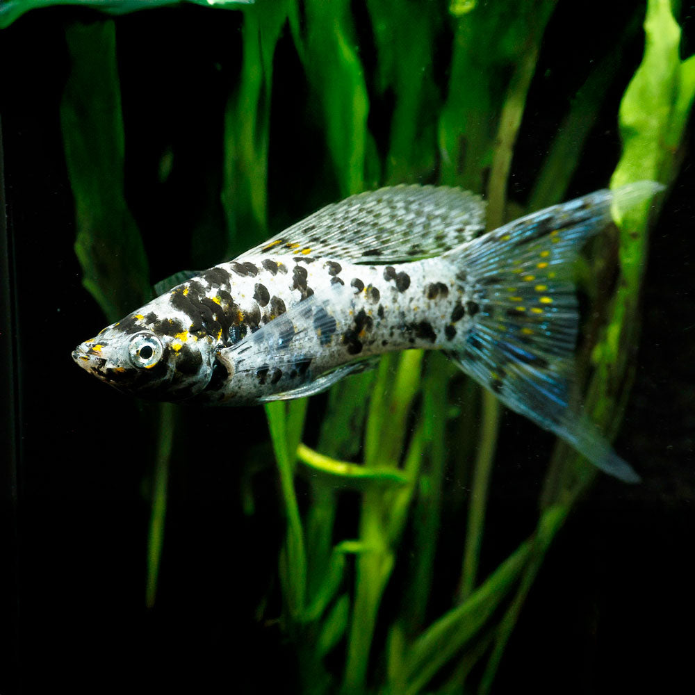 Dalmatian Molly | Poecilia latipinna