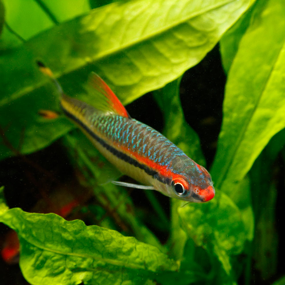 Denison Barb | Sahyadria denisonii
