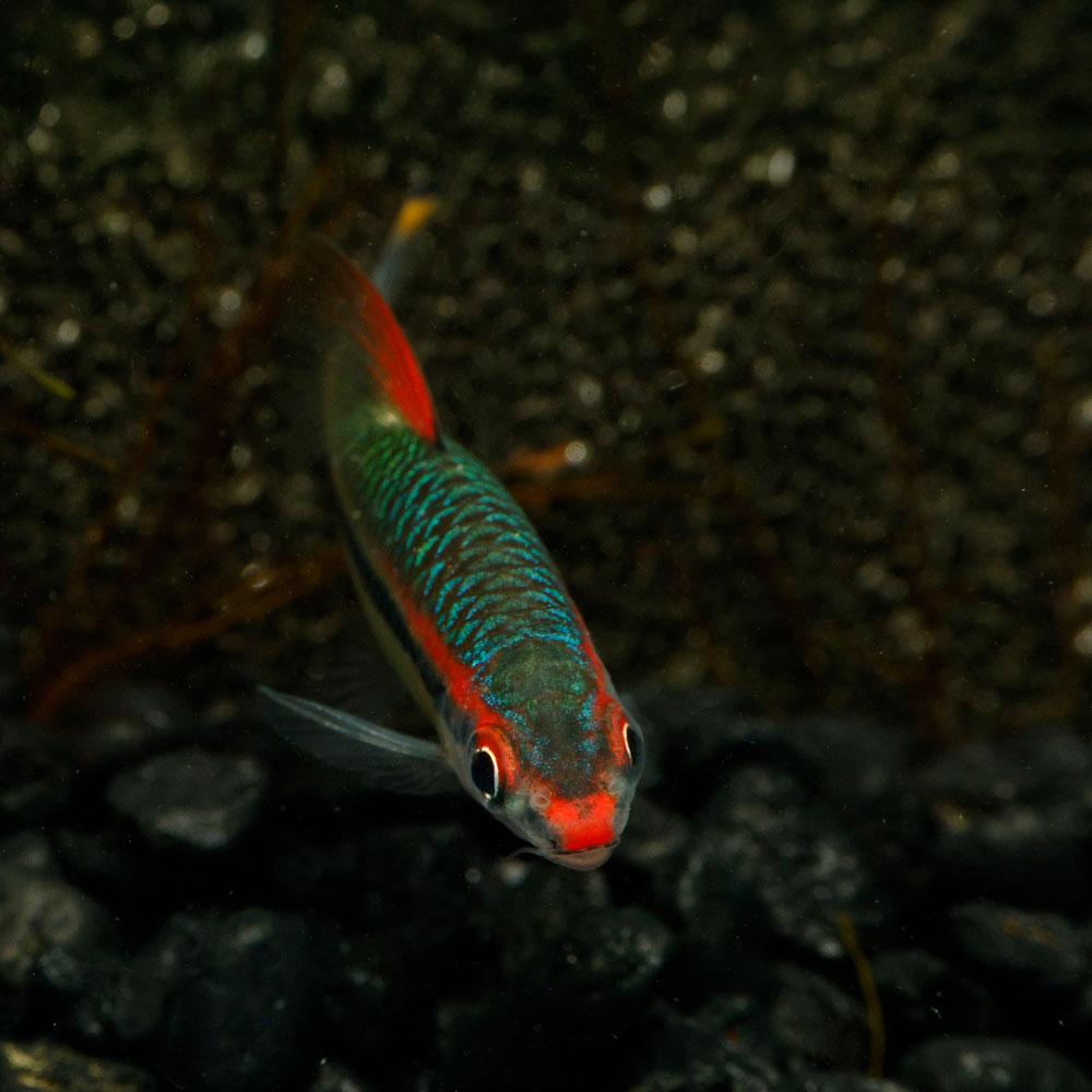 Denison Barb | Sahyadria denisonii