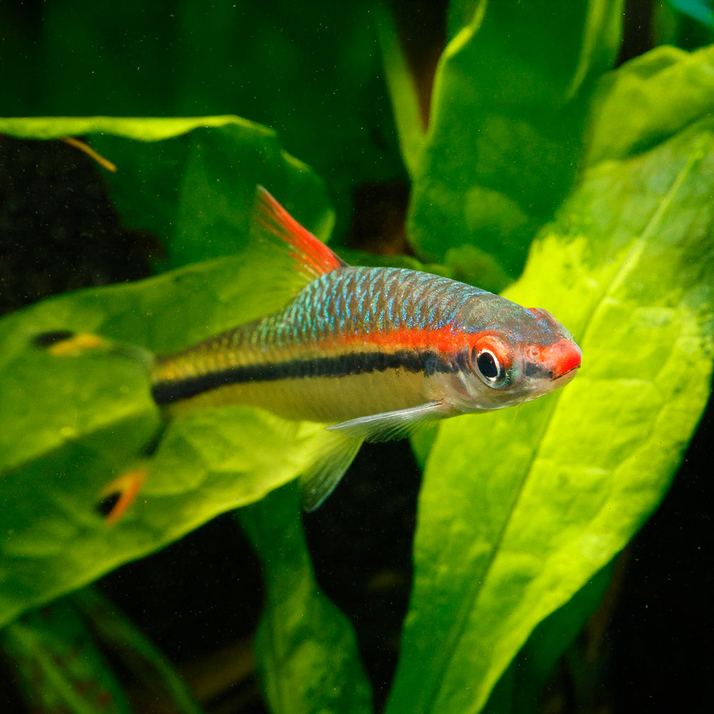 Denison Barb | Sahyadria denisonii