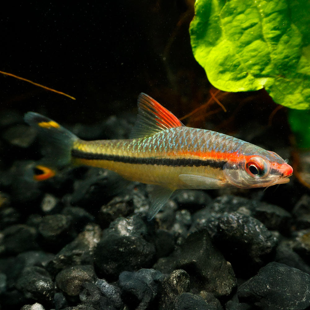 Denison Barb | Sahyadria denisonii