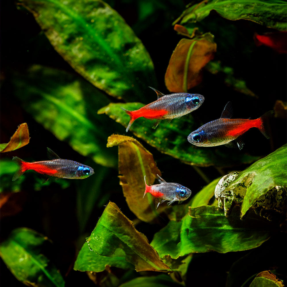 Diamond Head Neon Tetra (Blue Diamond)