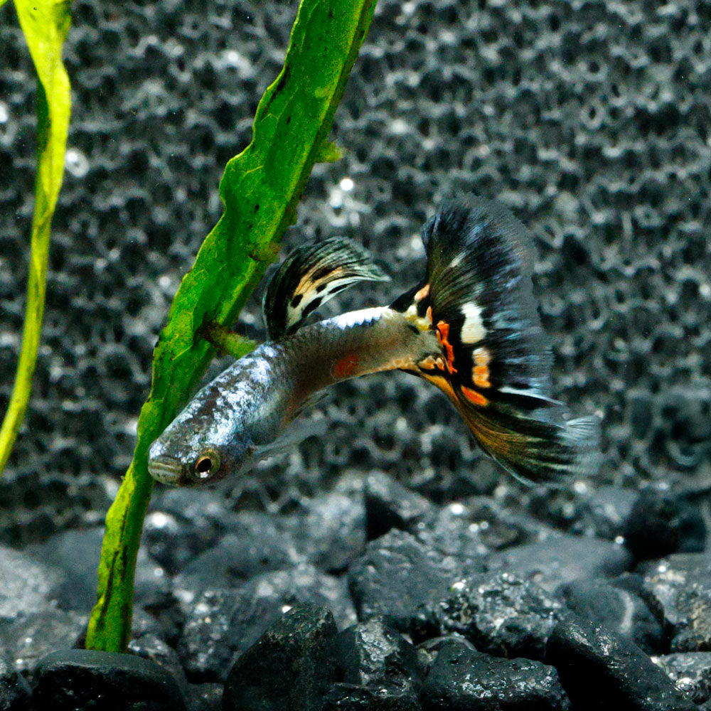 Live Freshwater Guppy - Female, DUMBO Red Rose Tail, Big Ear - High Quality, Peaceful