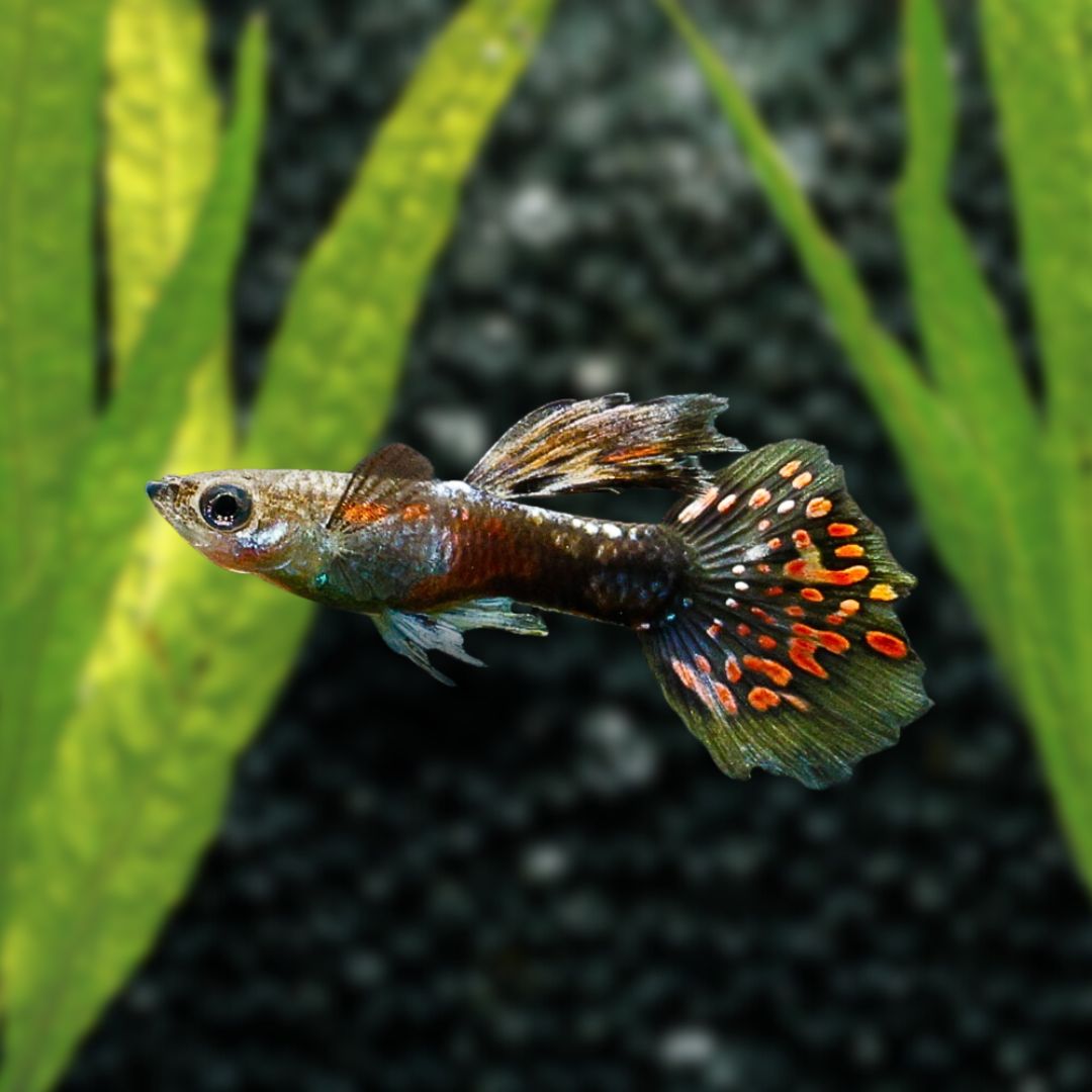 Dumbo Ear Red Brown Mosaic Guppy