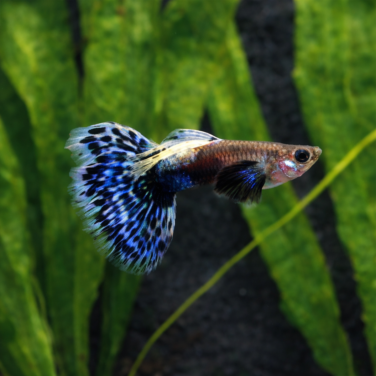 Dumbo Ear blue mosaic guppy fish with a colorful tail swimming in an aquarium with green plants.