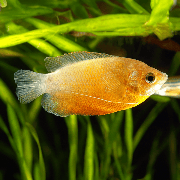 Dwarf Gold Honey Gourami: Peaceful Freshwater Fish for Beginners - Flip ...