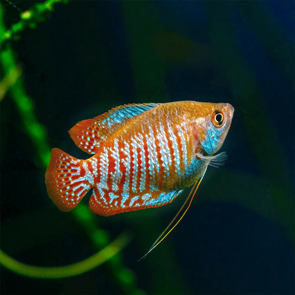 Dwarf Gourami Burnt Orange Blue Nano Elegance Flip Aquatics