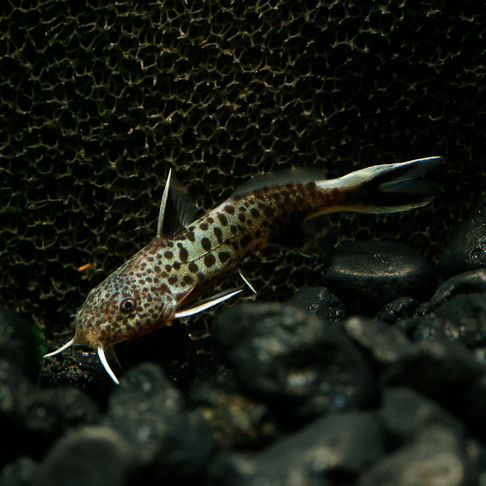 Cuckoo Catfish | Synodontis Petricola