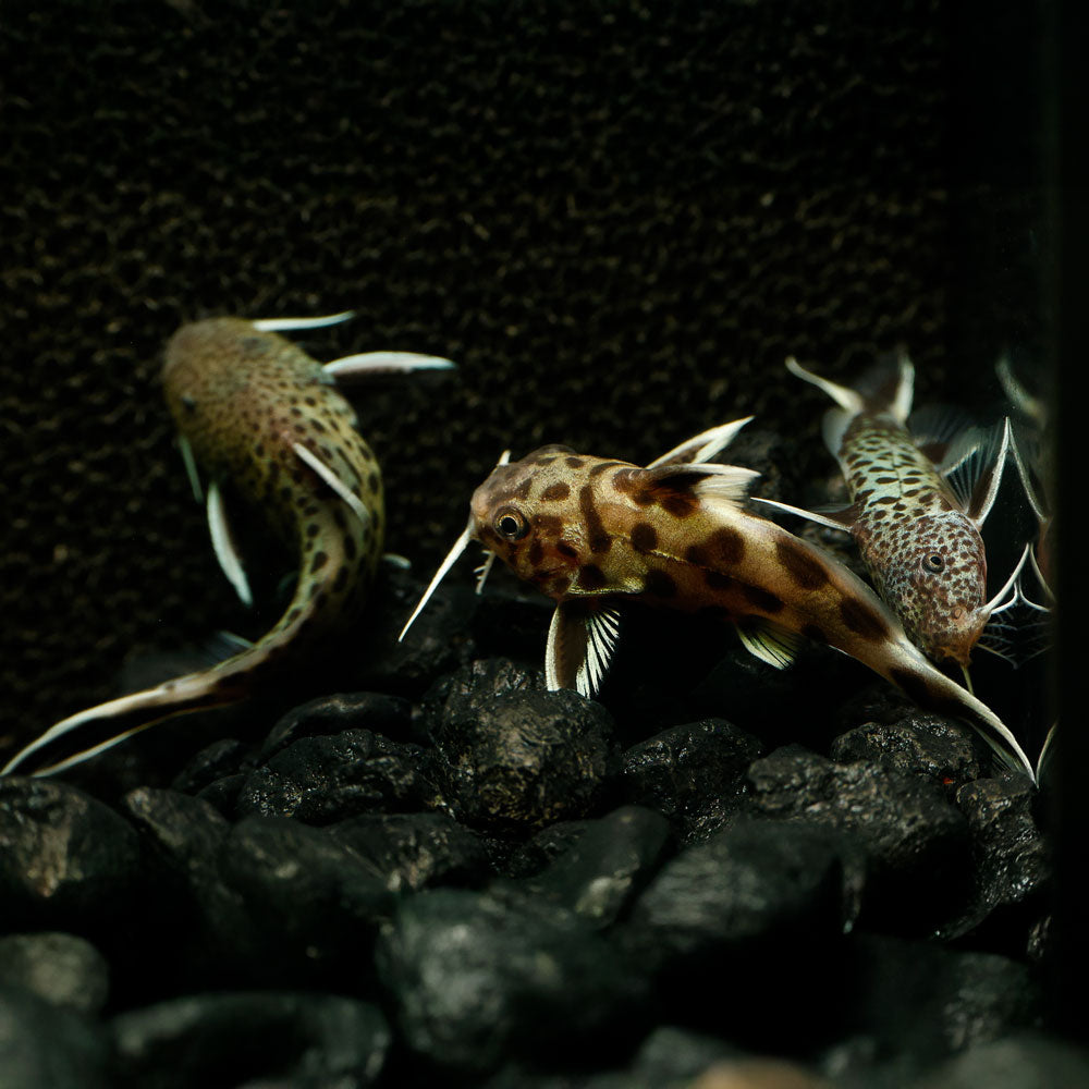 Cuckoo Catfish | Synodontis Petricola