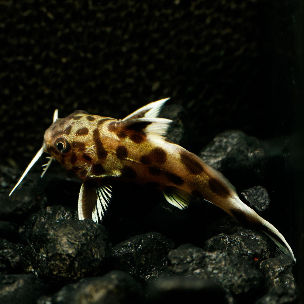 Cuckoo Catfish | Synodontis Petricola
