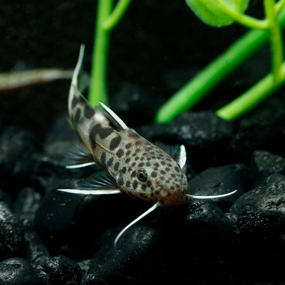 Cuckoo Catfish | Synodontis Petricola