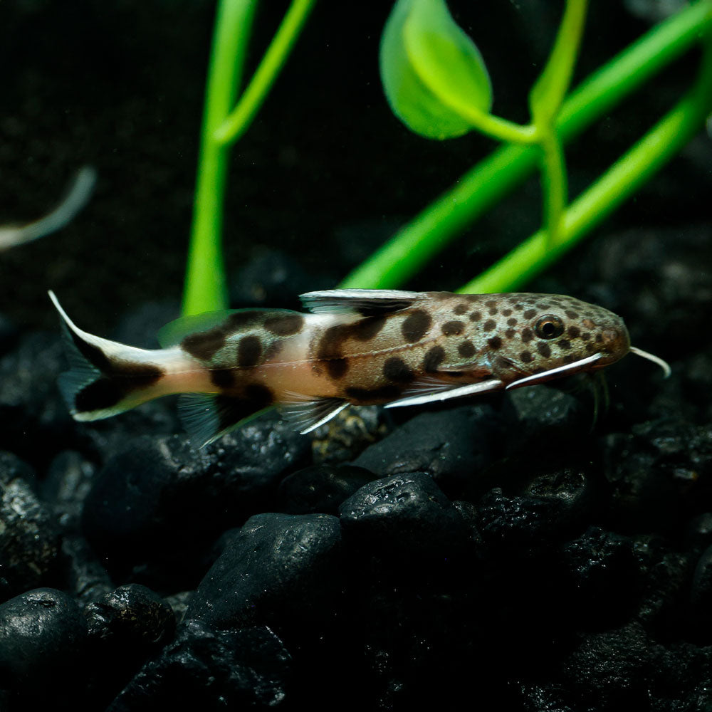 Cuckoo Catfish | Synodontis Petricola