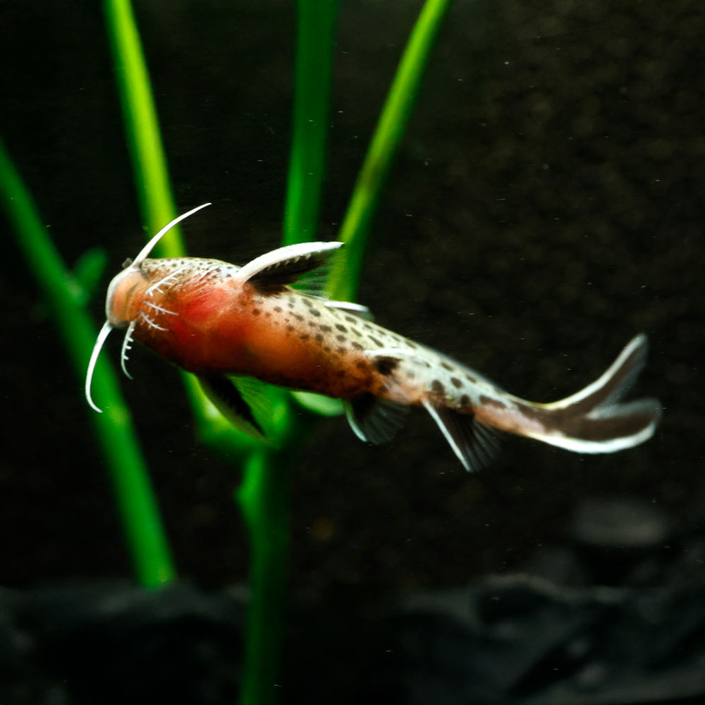 Cuckoo Catfish | Synodontis Petricola