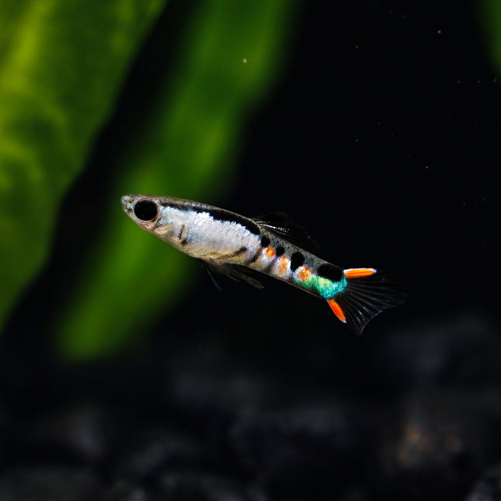 A small El Silverado endler fish swimming against a dark background with soft green plant leaves blurred in the background