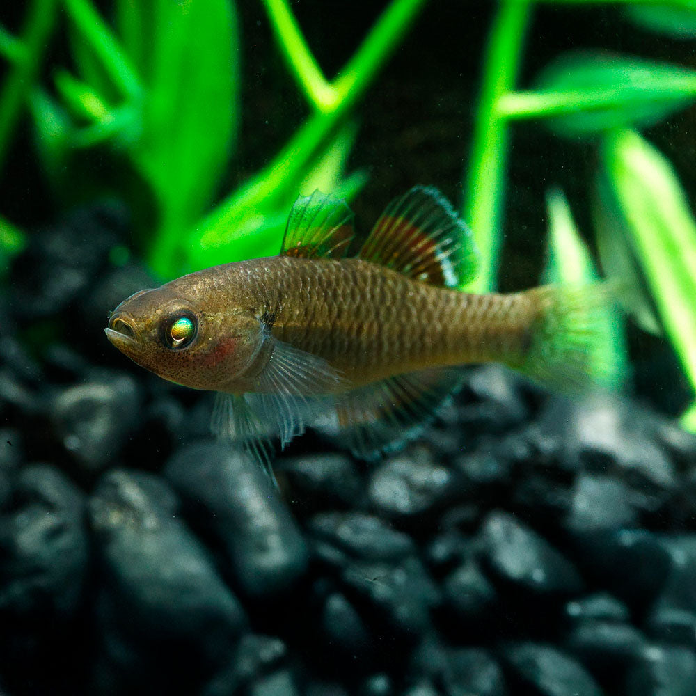 Empire Gudgeon