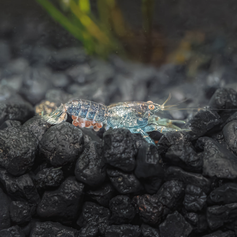 Blue Brazos Dwarf Mexican Crayfish | Cambarellus Texanus