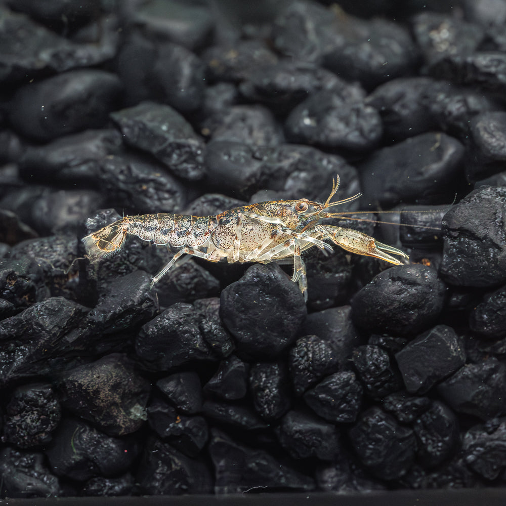 Swamp Dwarf Crayfish | Cambarellus Puer