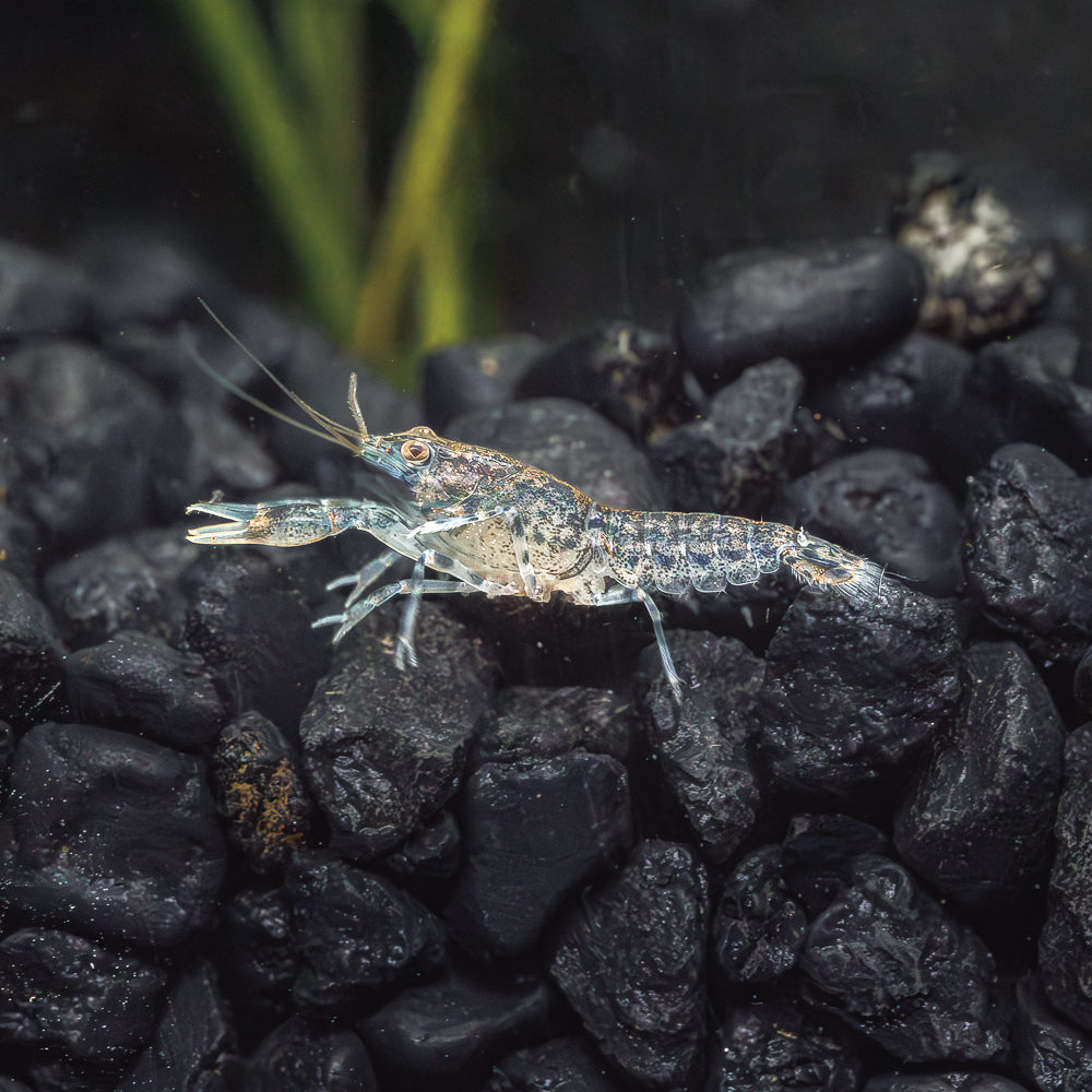 Mini Crustaceans Blue Mini Mexican Crayfish: Colorful Aquarium Crustaceans
