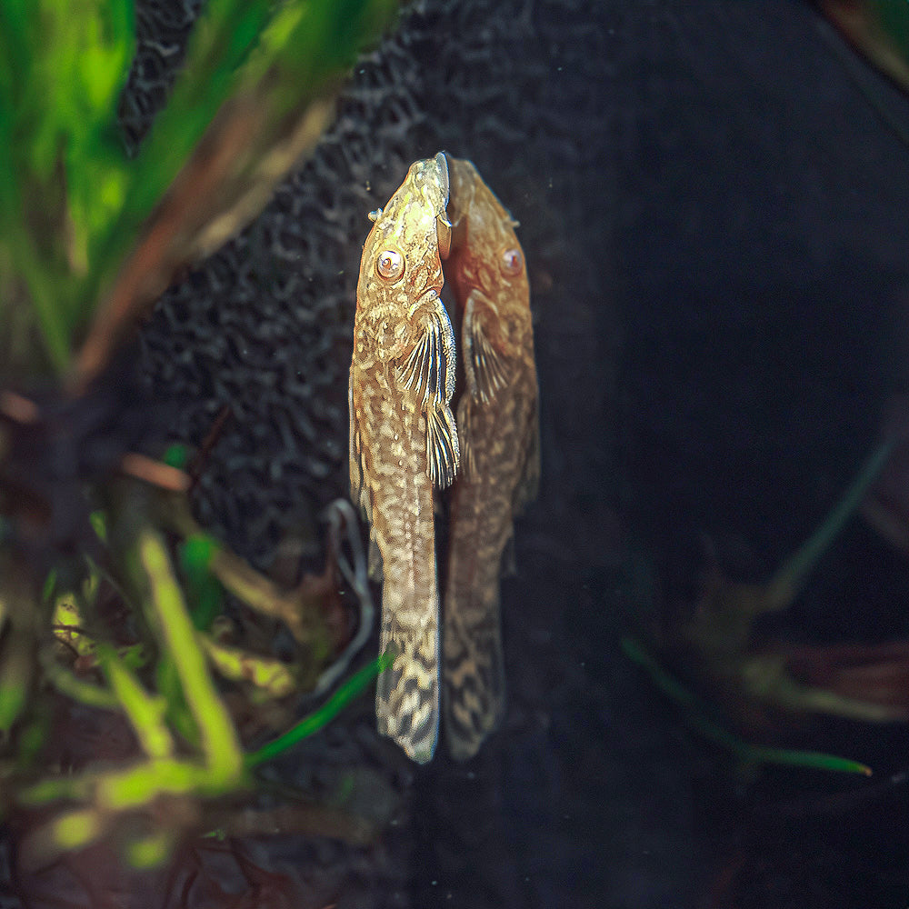 Albino Bristlenose Pleco