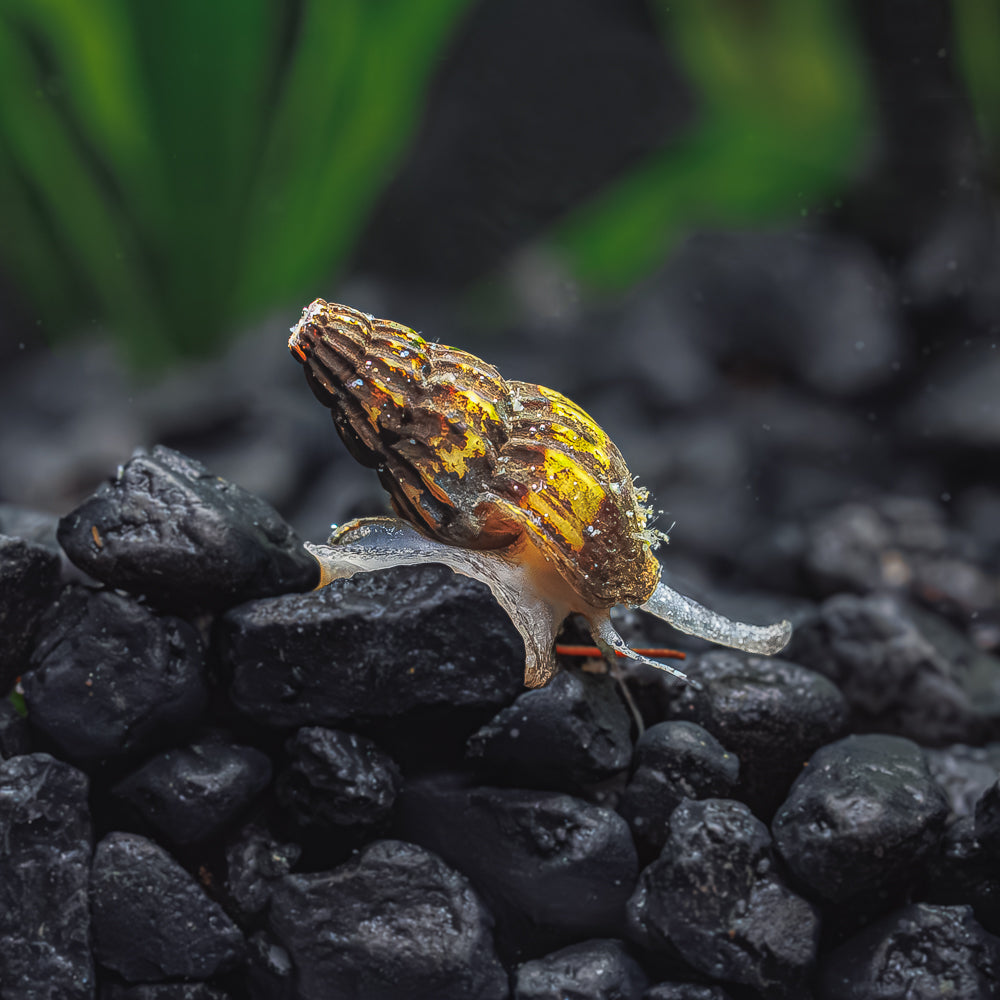 3 Assassin Snails