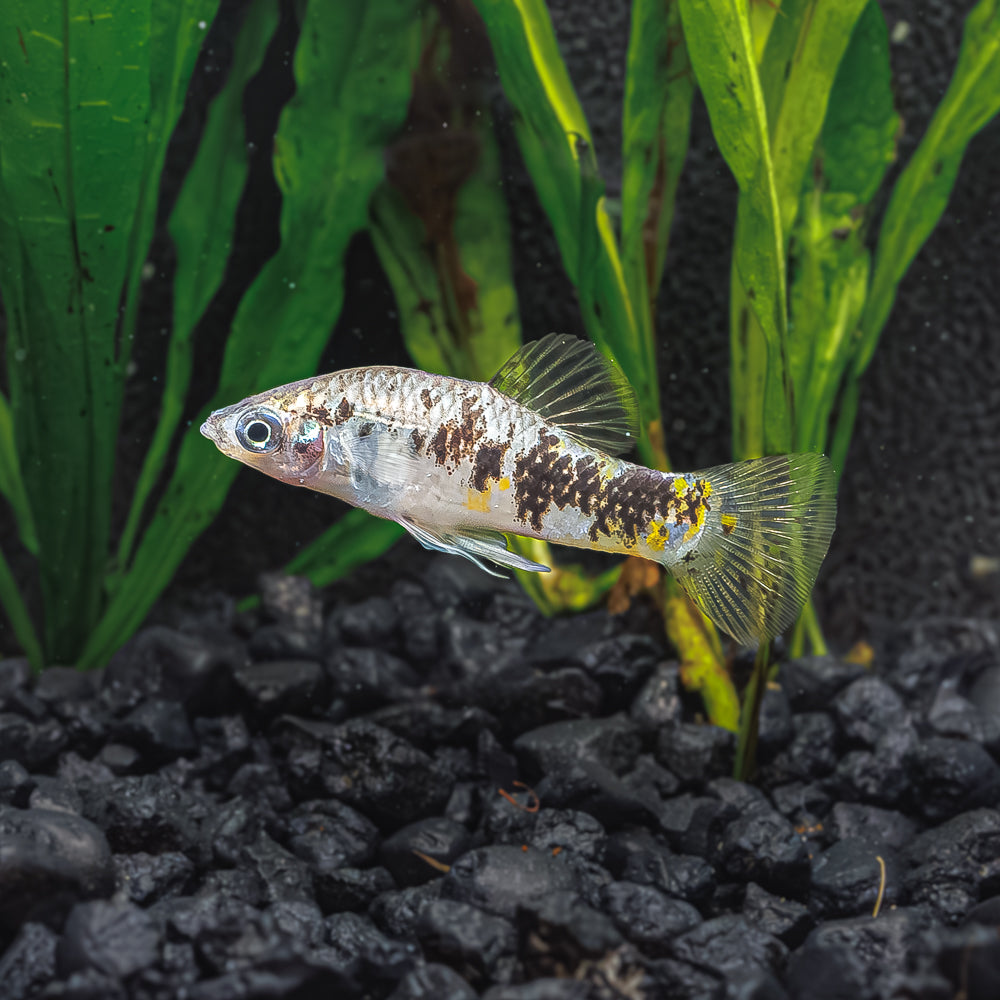 Banded Limia | Limia vittata