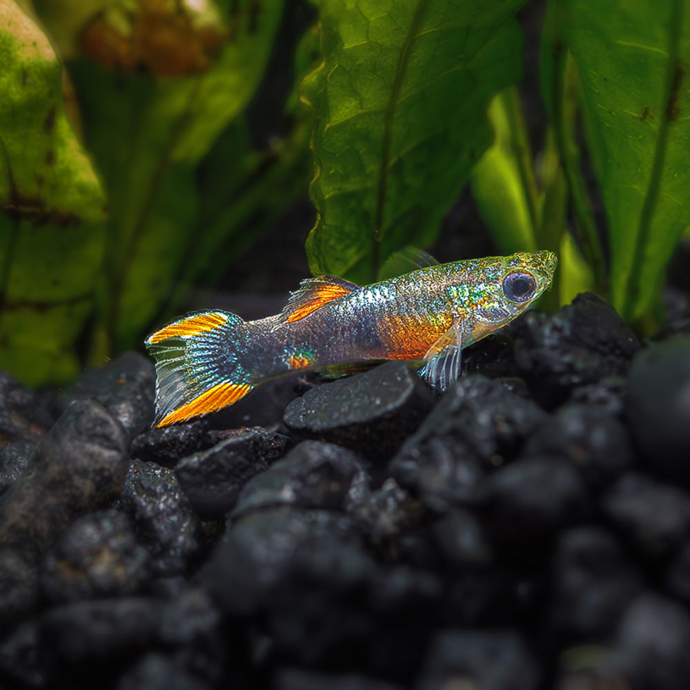 Black Fire Endler