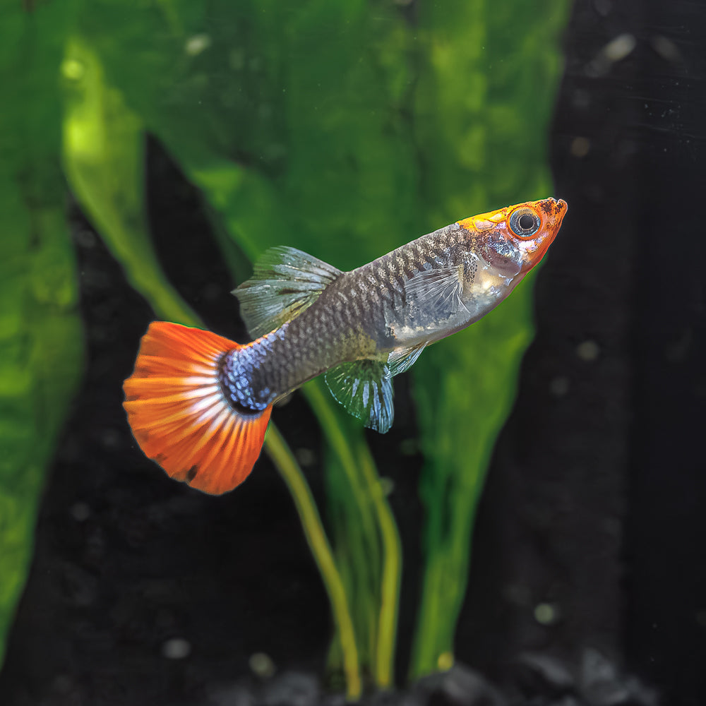 Black Koi Guppy