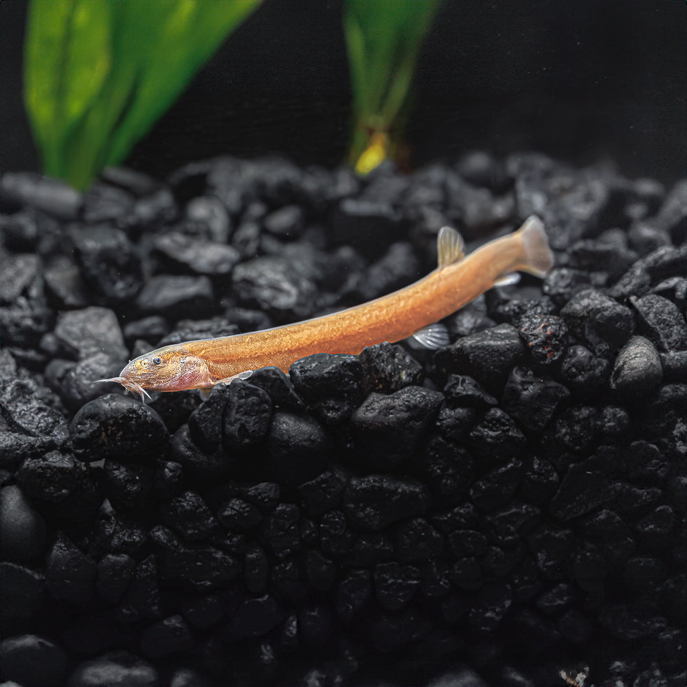 Freshwater Aquarium Fish Loach