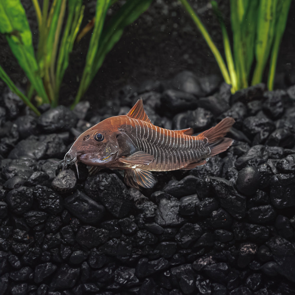 Buy Black Venezuela Cory Catfish - A Unique Aquarium Addition - Flip ...