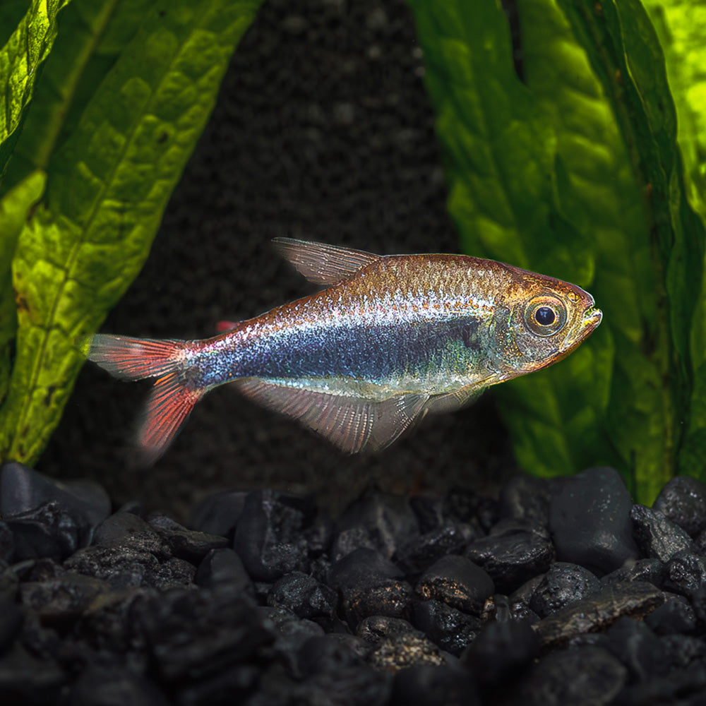Bleeding Blue Tetra