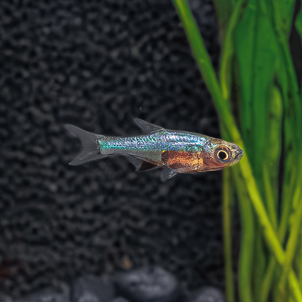 Blue Axelrodi Rasbora | Freshwater Blue Neon Rasbora