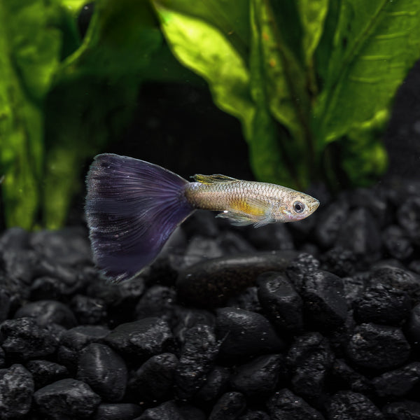 Blue Delta Guppy | Delta Guppy Fish for Sale