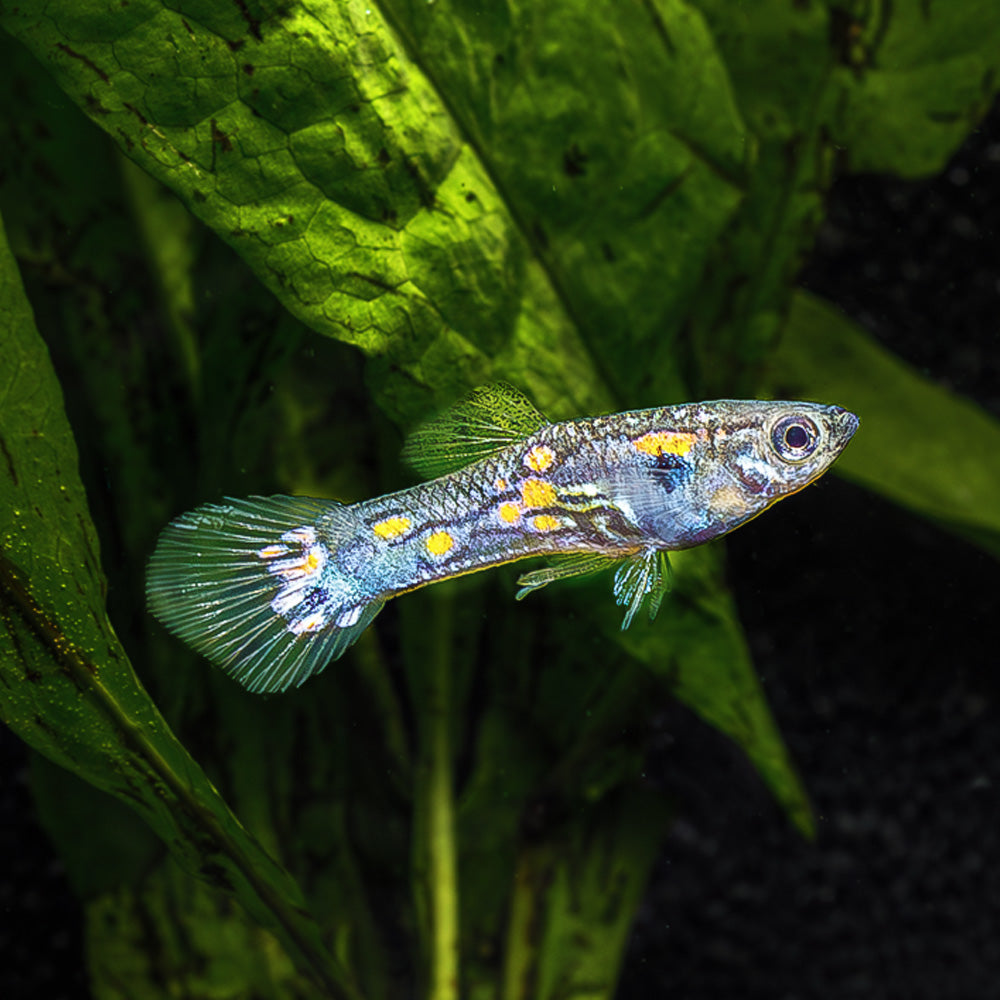 Blue Endler | Endler Blue Fish for Sale