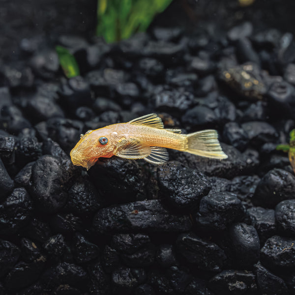 Blue Eyed Lemon Bristlenose Pleco - Ancistrus sp. L144a - Flip Aquatics