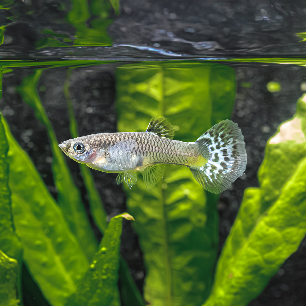 Shop Our Glass Guppy Online Glass Guppy Fish For Sale