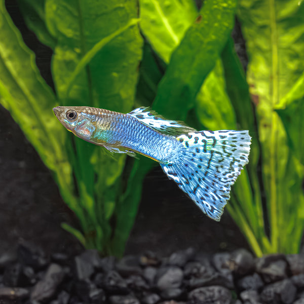 Shop Our Glass Guppy Online | Glass Guppy Fish For Sale