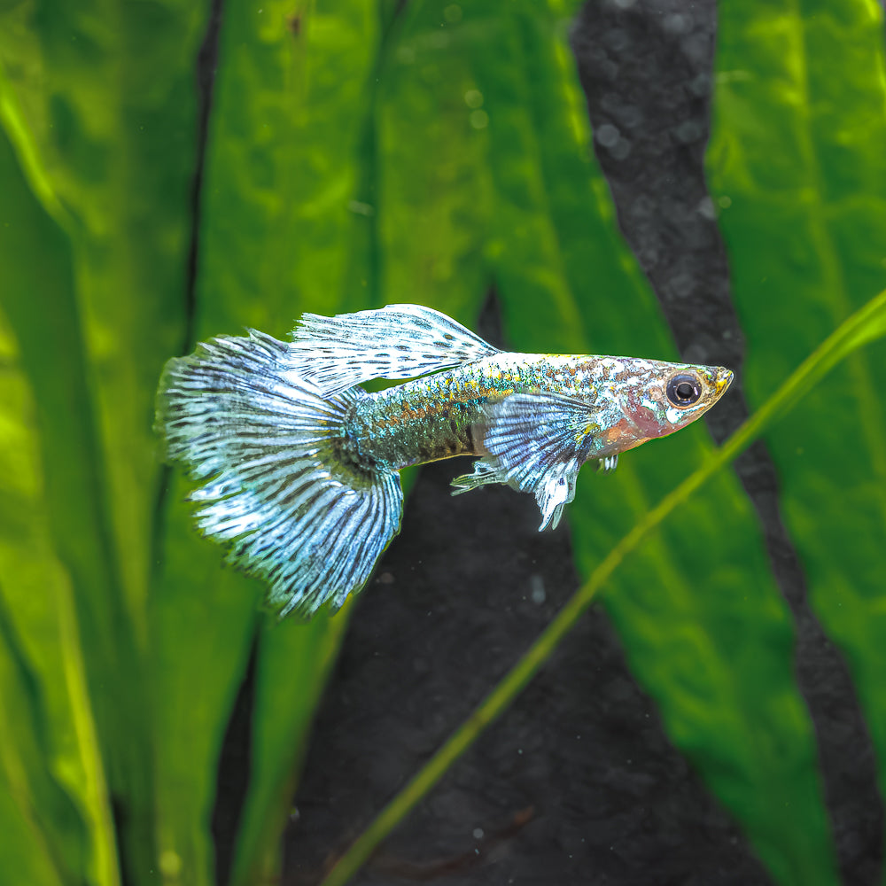 Guppy + Endler Sale | Buy a Trio, Get a Trio