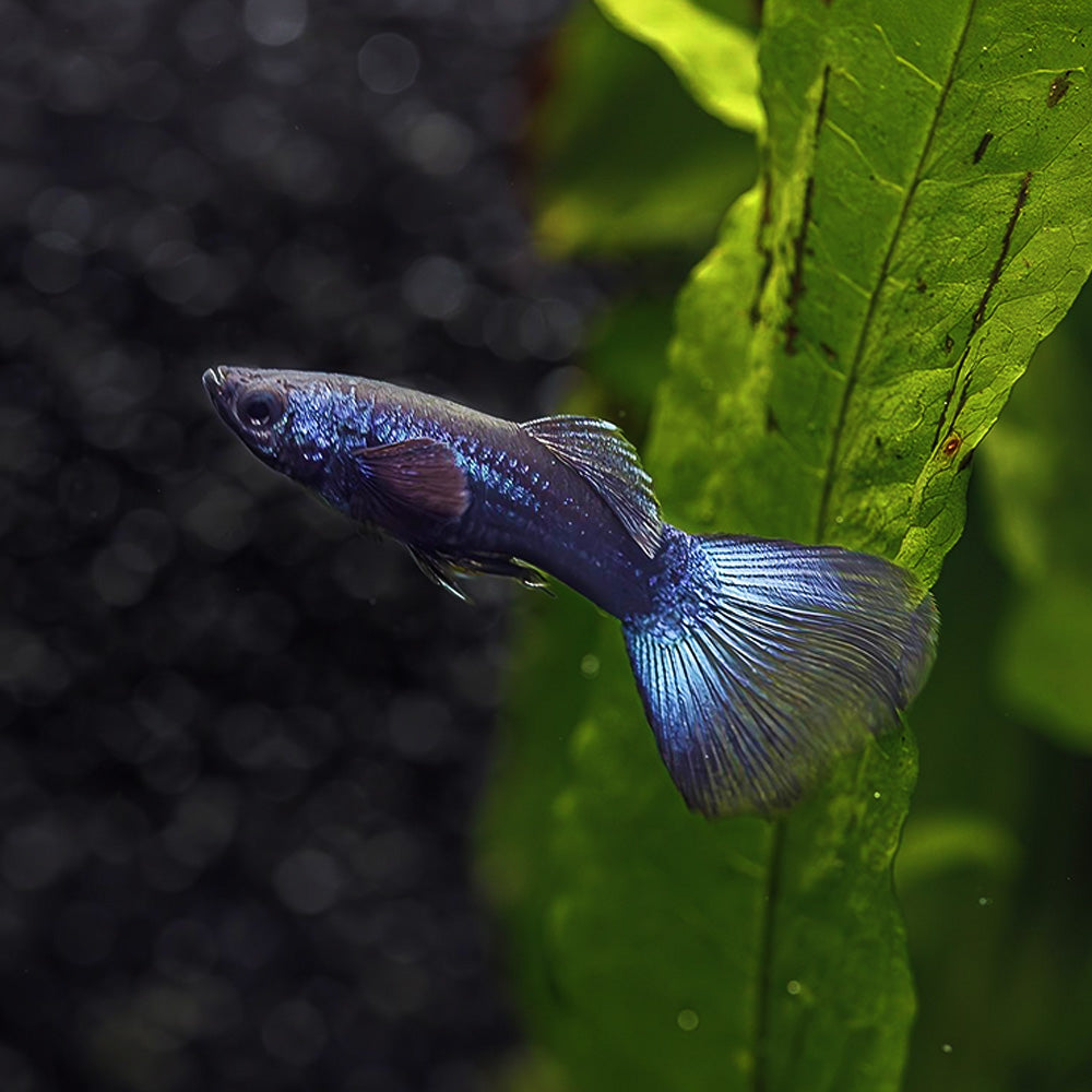 Blue Moscow Guppy