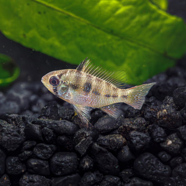 趣味・スポーツ・実用 COMPLETE BOOK OF DWARF CICHLIDS 316TV9CD1WL._UF1000,1000_QL80_.jpg