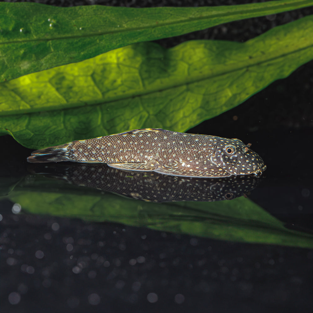 Loaches - Flip Aquatics