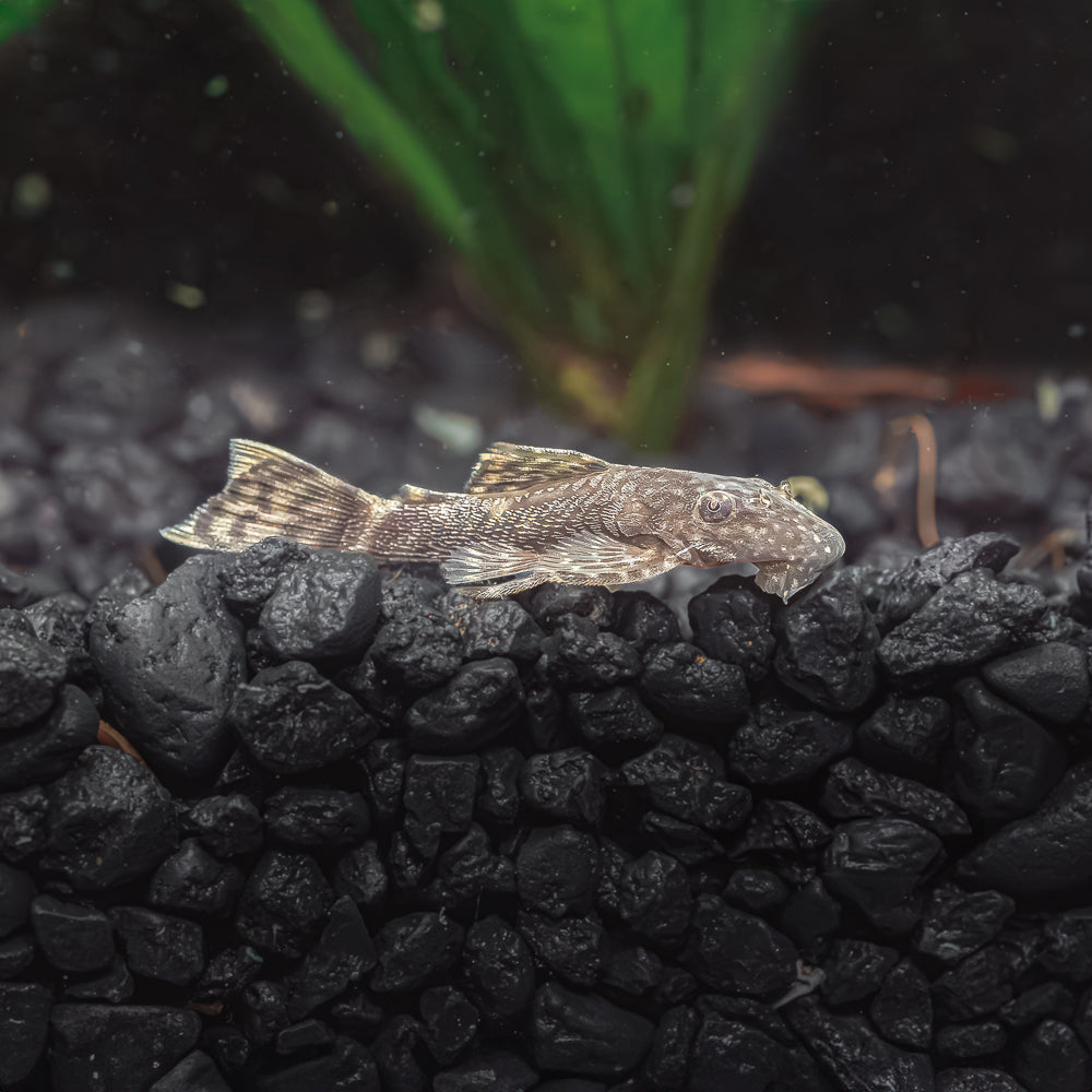 Petsmart plecostomus best sale